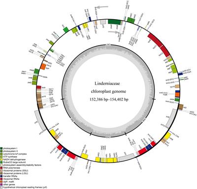 Comparative analyses of Linderniaceae plastomes, with implications for its phylogeny and evolution